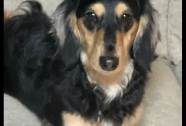 DOONEY HAS BEEN REHOMED!