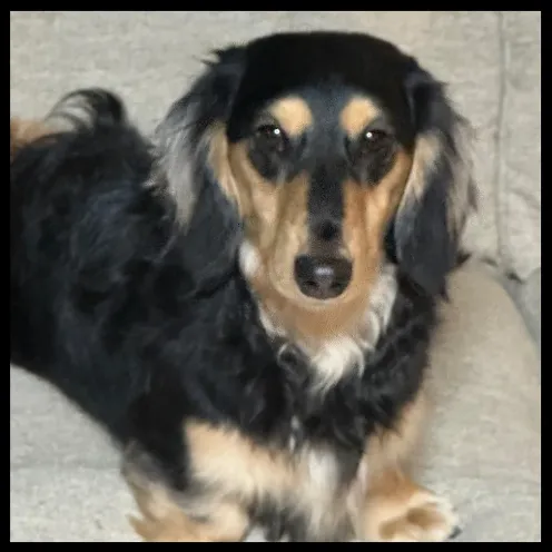 DOONEY HAS BEEN REHOMED!