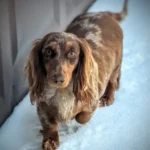 Hallie HAS BEEN REHOMED!