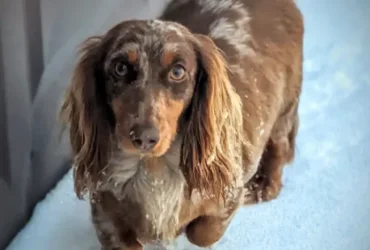 Hallie HAS BEEN REHOMED!