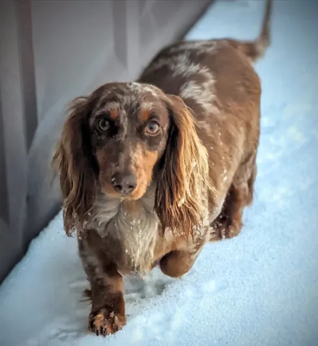 Hallie HAS BEEN REHOMED!