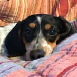 How to Choose a Reputable Miniature Dachshund Breeder