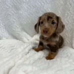 A Complete Guide to Miniature Dachshund Coat Types, Colors, and Patterns